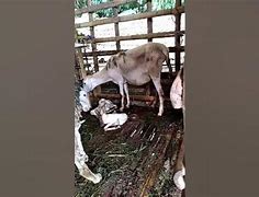 Kambing Melahirkan Kembar Sendiri